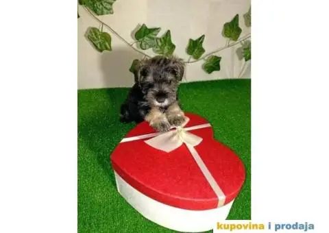 Patuljasti šnaucer - 7/7