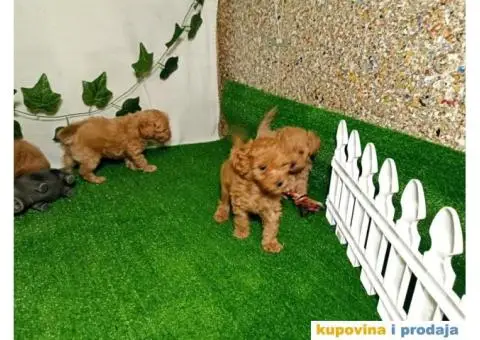 Francuska patuljasta PUDLA - 1/6