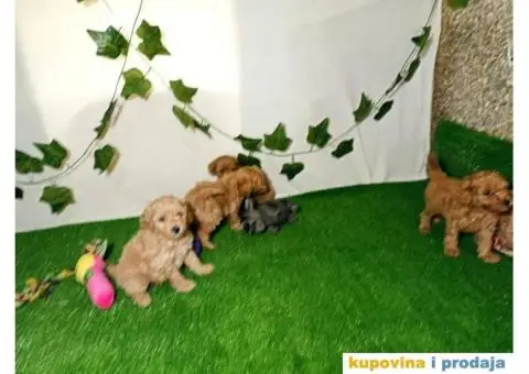 Francuska patuljasta PUDLA - 2/6