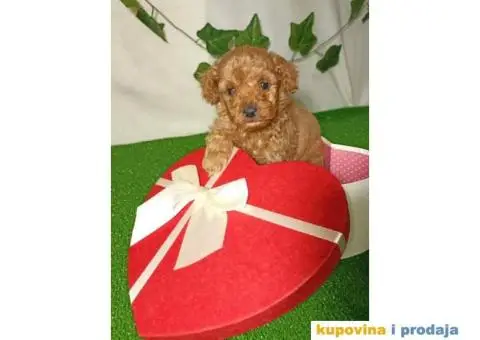 Francuska patuljasta PUDLA - 4/6