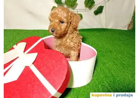 Francuska patuljasta PUDLA - 5/6