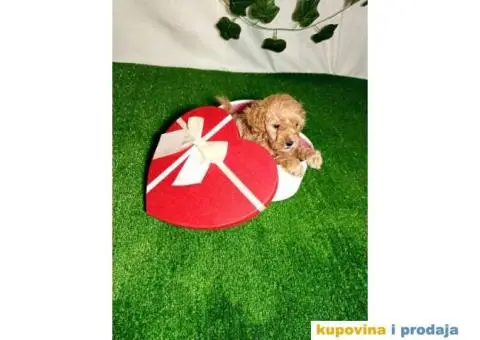 Francuska patuljasta PUDLA - 6/6