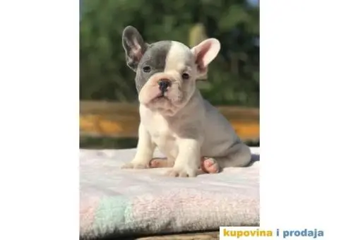 Plavi i crni stenci FRANCUSKOG BULDOGA na prodaju - 1/14