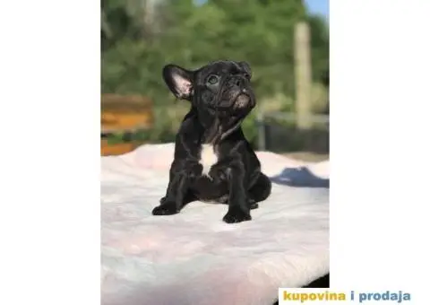 Plavi i crni stenci FRANCUSKOG BULDOGA na prodaju - 3/14