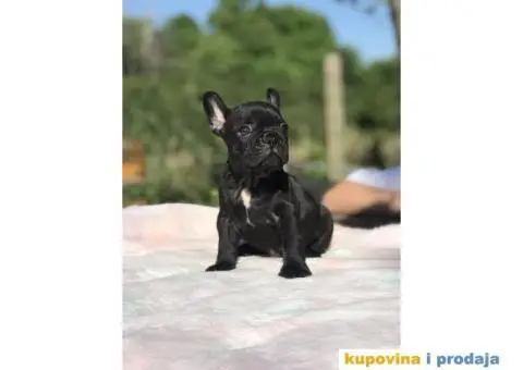 Plavi i crni stenci FRANCUSKOG BULDOGA na prodaju - 4/14