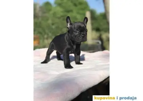Plavi i crni stenci FRANCUSKOG BULDOGA na prodaju - 5/14