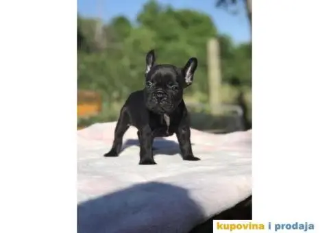 Plavi i crni stenci FRANCUSKOG BULDOGA na prodaju - 7/14