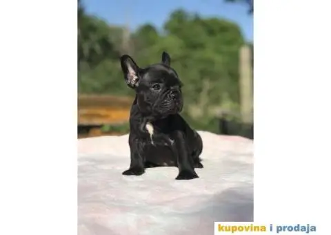 Plavi i crni stenci FRANCUSKOG BULDOGA na prodaju - 8/14