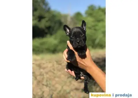 Plavi i crni stenci FRANCUSKOG BULDOGA na prodaju - 10/14