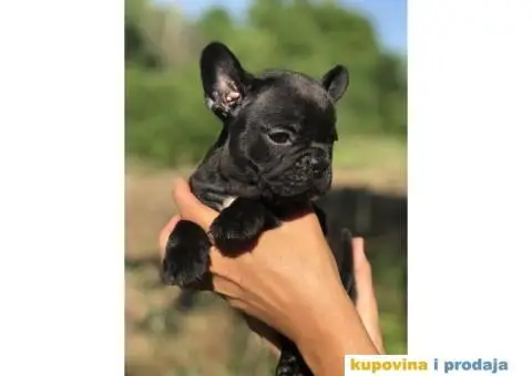 Plavi i crni stenci FRANCUSKOG BULDOGA na prodaju - 12/14