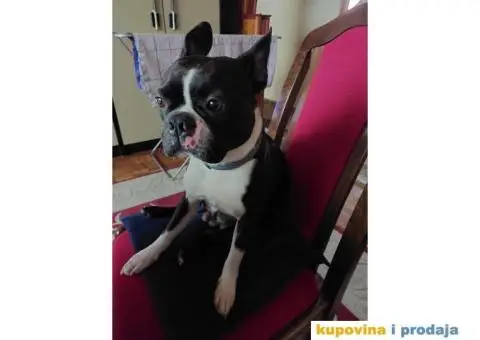 Parila bi Bostonski terije - 1/4