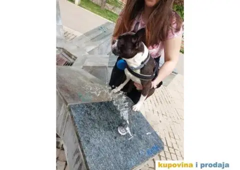 Parila bi Bostonski terije - 2/4