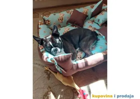 Parila bi Bostonski terije - 3/4