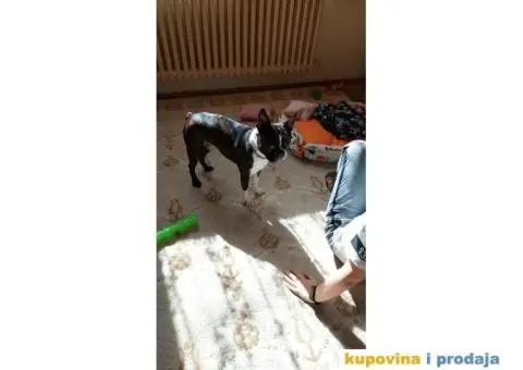 Parila bi Bostonski terije - 4/4