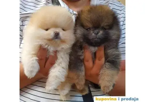 Pomeranac Pomeranski špic štenci - 1/10