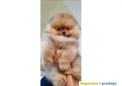 Pomeranac Pomeranski špic štenci - 2/10
