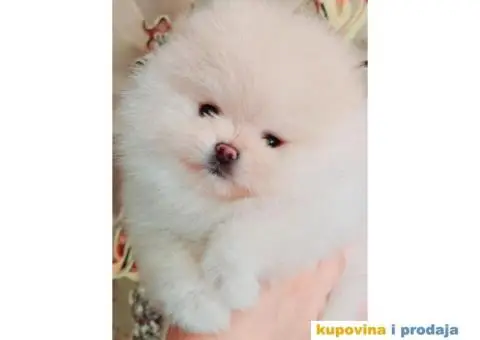 Pomeranac Pomeranski špic štenci - 3/10