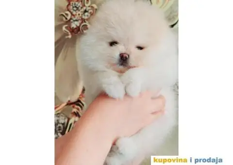 Pomeranac Pomeranski špic štenci - 4/10