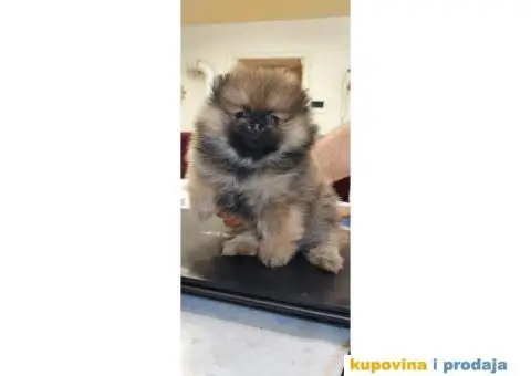 Pomeranac Pomeranski špic štenci - 5/10