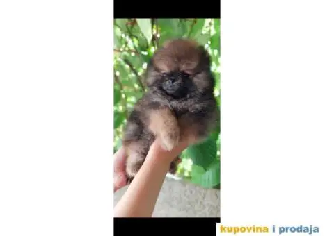 Pomeranac Pomeranski špic štenci - 6/10
