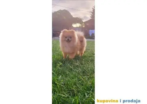 Pomeranac Pomeranski špic štenci - 7/10