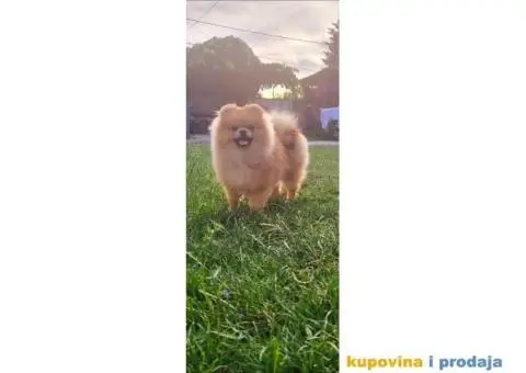 Pomeranac Pomeranski špic štenci - 8/10