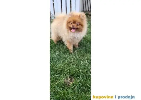 Pomeranac Pomeranski špic štenci - 9/10