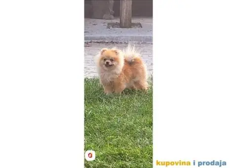 Pomeranac Pomeranski špic štenci - 10/10
