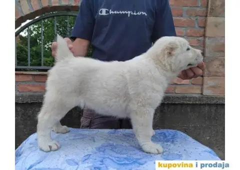 Srednjeazijski ovčar štenci - 1/11