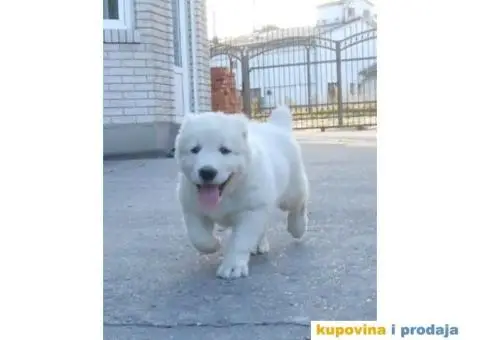 Srednjeazijski ovčar štenci - 2/11