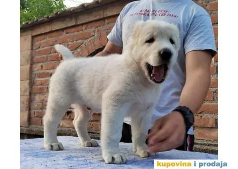 Srednjeazijski ovčar štenci - 3/11