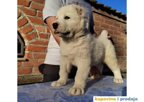 Srednjeazijski ovčar štenci - 4/11