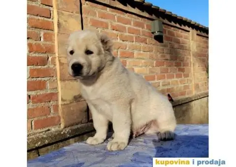 Srednjeazijski ovčar štenci - 5/11