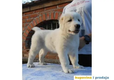 Srednjeazijski ovčar štenci - 6/11