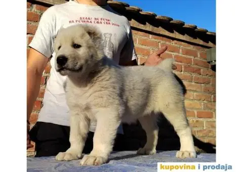 Srednjeazijski ovčar štenci - 7/11