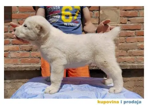 Srednjeazijski ovčar štenci - 8/11