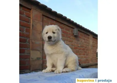 Srednjeazijski ovčar štenci - 9/11