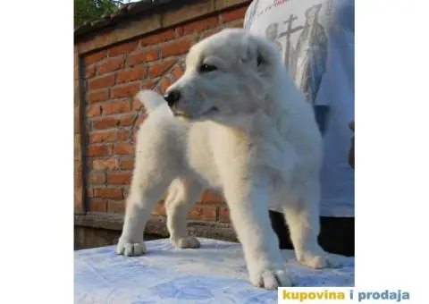 Srednjeazijski ovčar štenci - 10/11