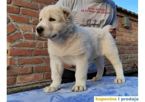 Srednjeazijski ovčar štenci - 11/11