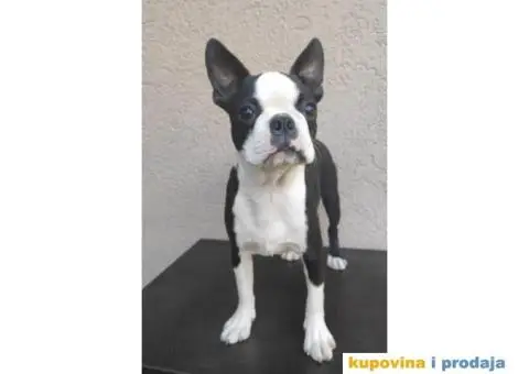 Boston Terijer štene - 1/5