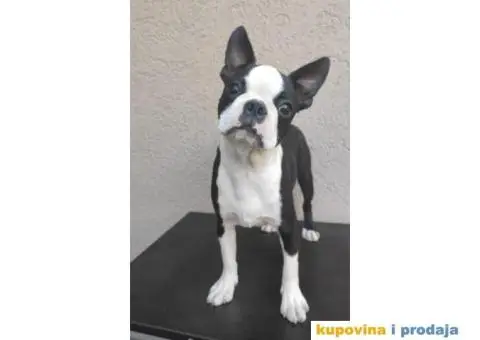 Boston Terijer štene - 2/5