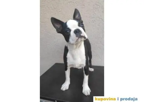 Boston Terijer štene - 3/5