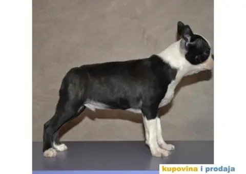 Boston Terijer štene - 4/5