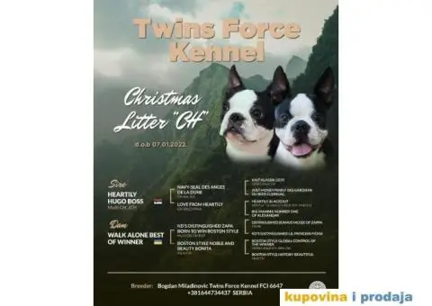 Boston Terijer štene - 5/5