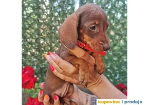 Patuljasti jazavičari - 1/10