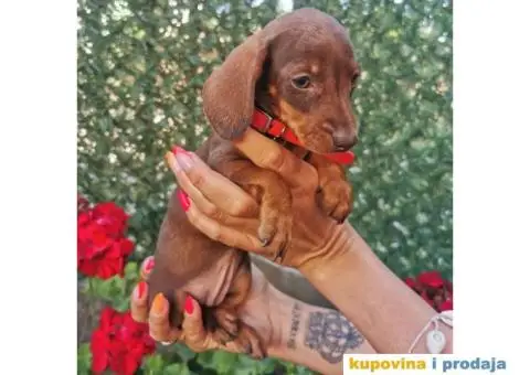 Patuljasti jazavičari - 2/10