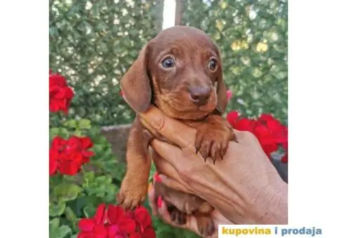 Patuljasti jazavičari - 3/10