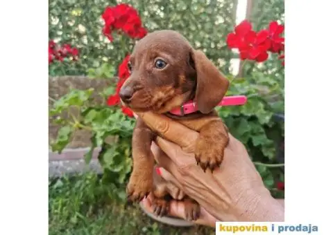 Patuljasti jazavičari - 4/10