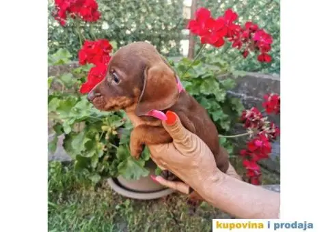 Patuljasti jazavičari - 5/10