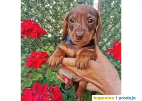 Patuljasti jazavičari - 6/10